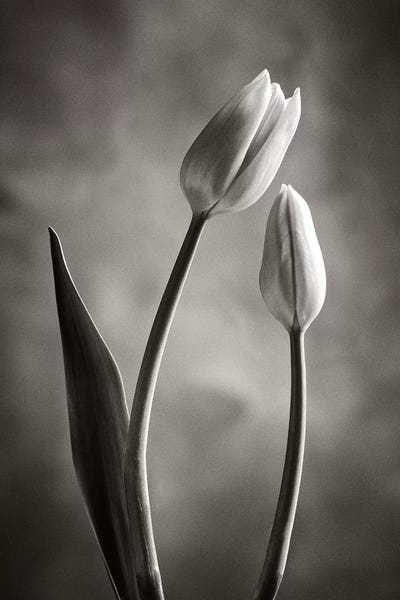 Tulips: Two-tone Tulips III by Debra Van Swearingen