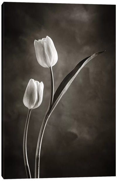 Two-tone Tulips IV Canvas Art Print - Tulip Art