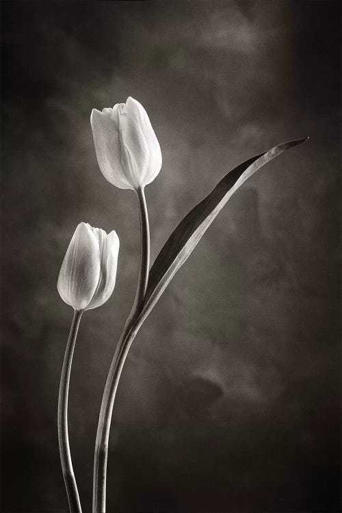 Two-tone Tulips IV