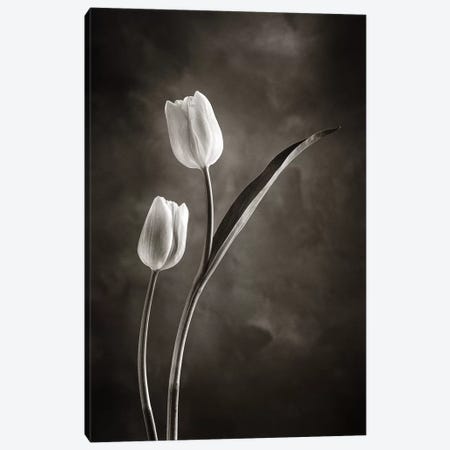 Two-tone Tulips IV Canvas Print #WAC4422} by Debra Van Swearingen Art Print