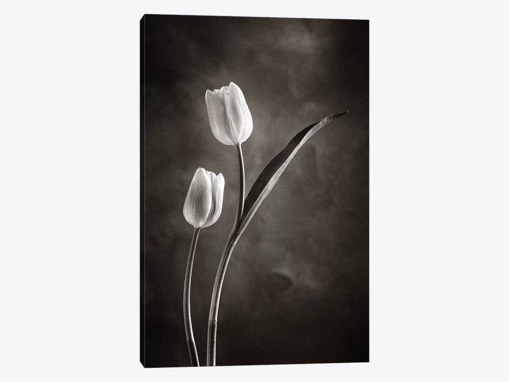 Two-tone Tulips IV by Debra Van Swearingen 1-piece Canvas Print
