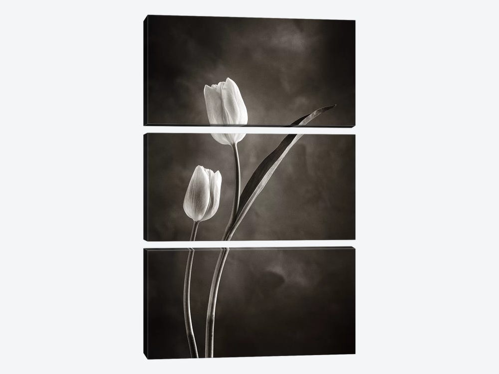Two-tone Tulips IV by Debra Van Swearingen 3-piece Canvas Print