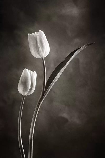 Spring: Two-tone Tulips IV by Debra Van Swearingen