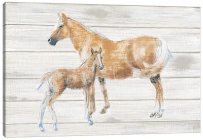 Horse And Colt On Wood Canvas Art Print