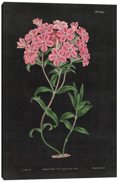 Botanical Chart VI Canvas Art Print - Traditional Décor
