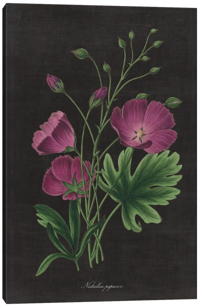 Botanical Chart XIII Canvas Art Print