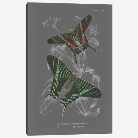 Lepidoptera II Canvas Print #WAC4503} by Wild Apple Portfolio Canvas Artwork