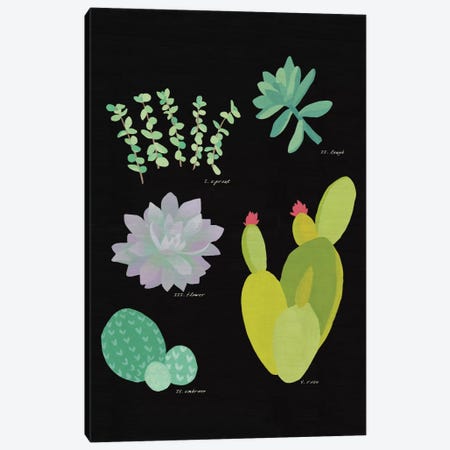 Succulent Plant Chart III Canvas Print #WAC4529} by Wild Apple Portfolio Canvas Artwork