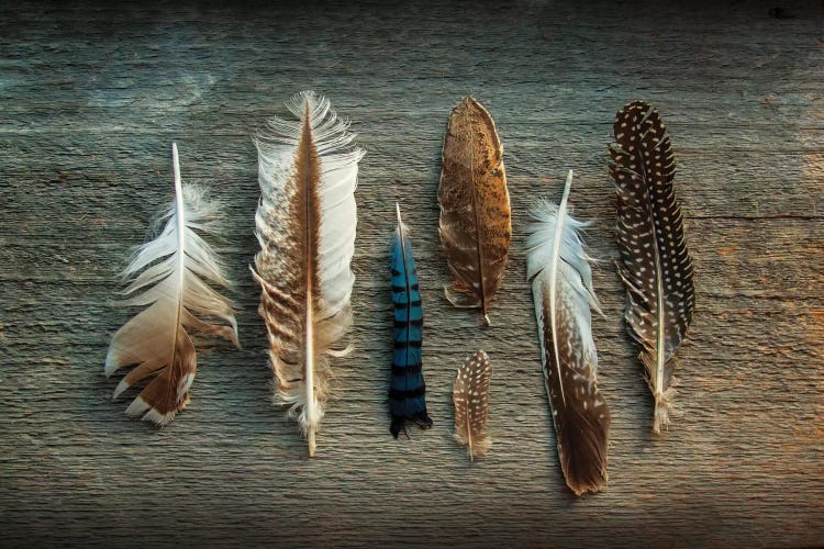 Feather Collection I by Sue Schlabach wall art