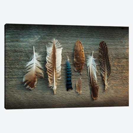 Feather Collection I Canvas Print #WAC4553} by Sue Schlabach Canvas Art Print