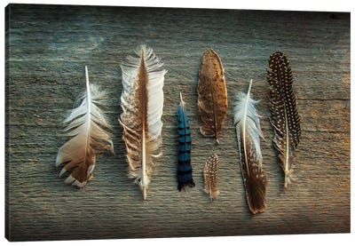 Feather Collection I Canvas Art Print - Wood Walls