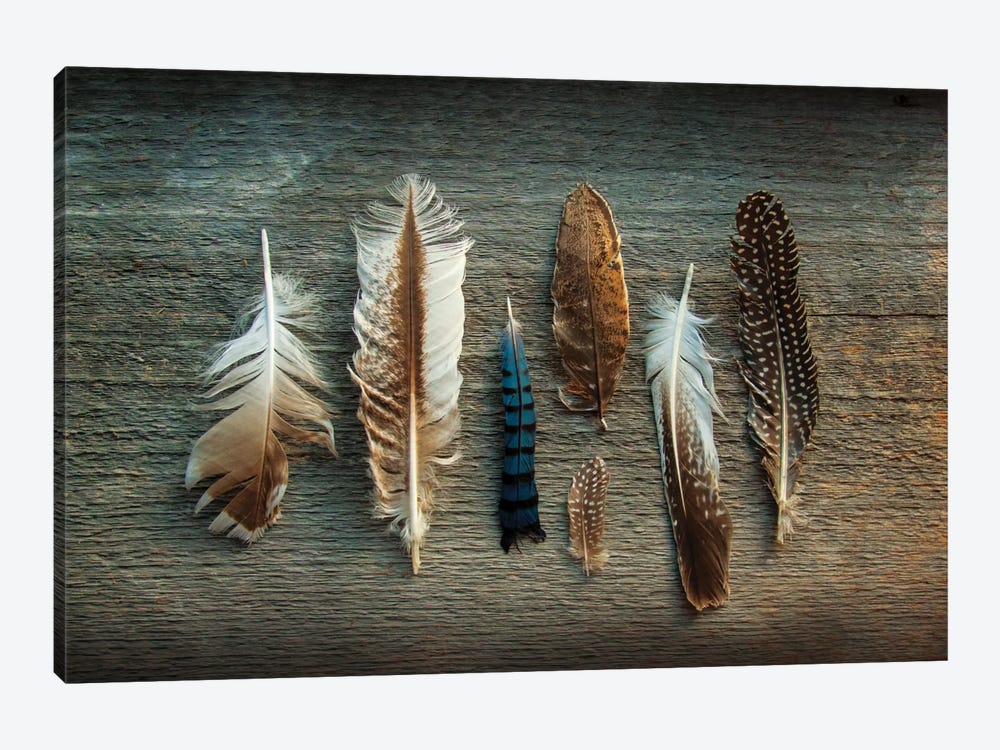 Feather Collection I by Sue Schlabach 1-piece Canvas Artwork