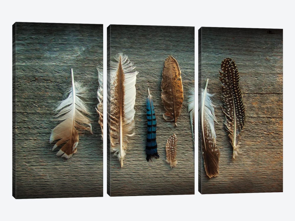 Feather Collection I by Sue Schlabach 3-piece Canvas Artwork