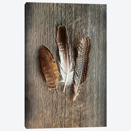 Feather Collection II Canvas Print #WAC4554} by Sue Schlabach Canvas Artwork