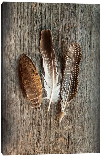 Feather Collection II Canvas Art Print - Feather Art