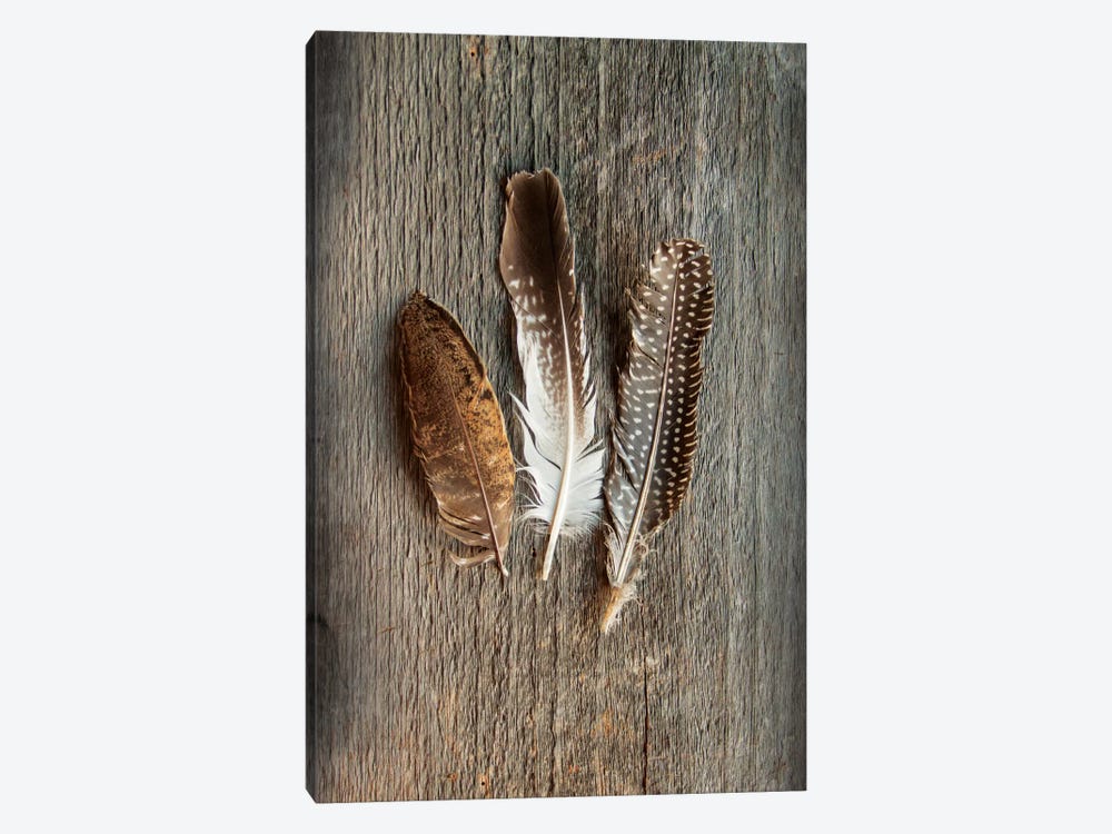Feather Collection II by Sue Schlabach 1-piece Canvas Art Print