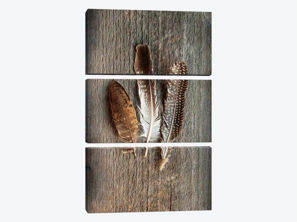 Feather Collection II by Sue Schlabach 3-piece Canvas Print