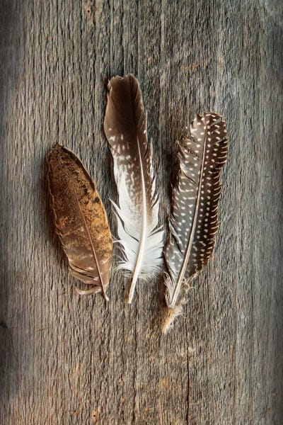 Feathers: Feather Collection II by Sue Schlabach