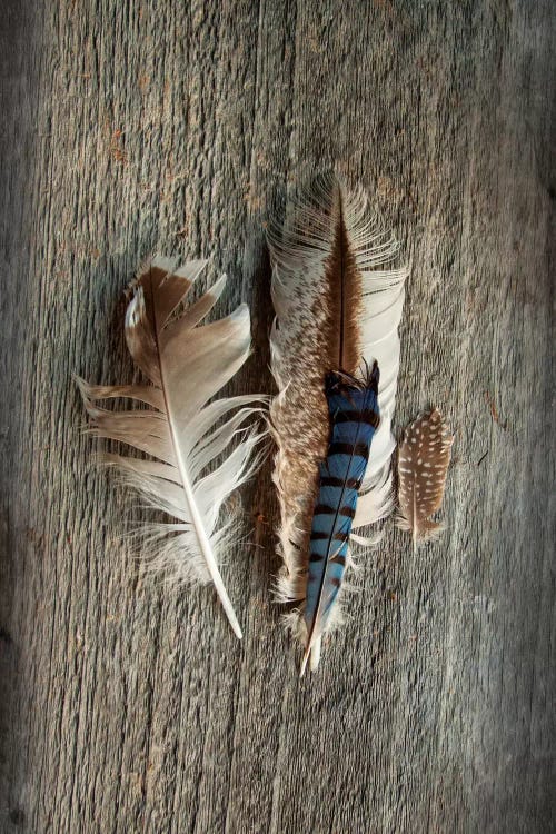 Feather Collection III