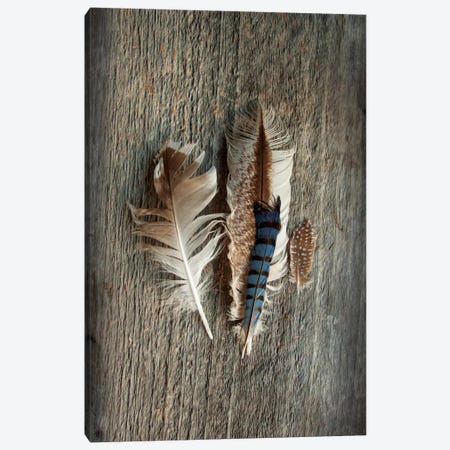 Feather Collection III Canvas Print #WAC4555} by Sue Schlabach Canvas Artwork