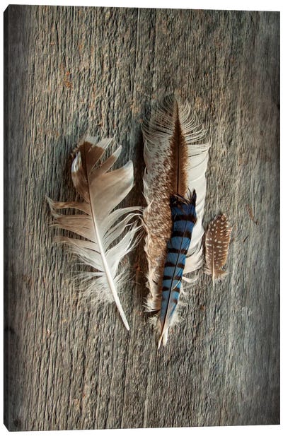 Feather Collection III Canvas Art Print - Wood Walls