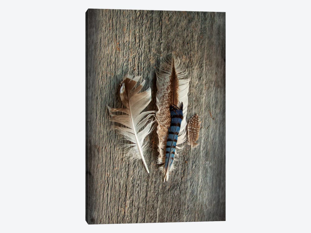 Feather Collection III by Sue Schlabach 1-piece Canvas Art