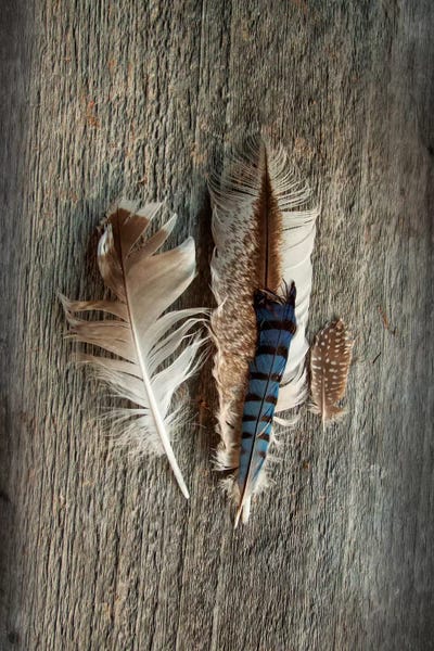 Sue Schlabach: Feather Collection III by Sue Schlabach