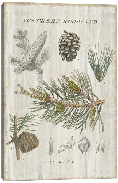 Woodland Chart III Canvas Art Print - Evergreen & Burlap