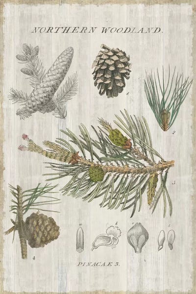 Rustic Winter: Woodland Chart III by Sue Schlabach