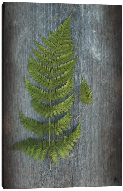 Woodland Fern V Canvas Art Print - Green Leaves 