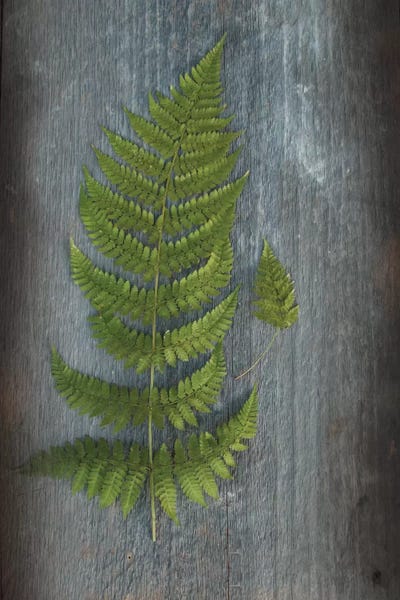 Ferns: Woodland Fern V by Sue Schlabach