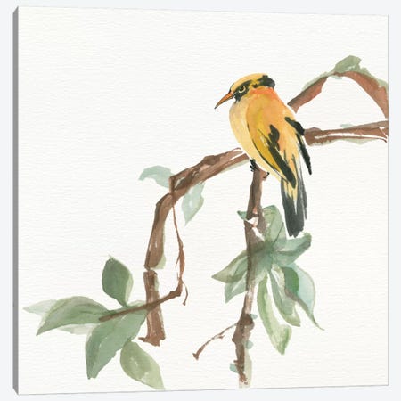 Black Napped Oriole Canvas Print #WAC4625} by Chris Paschke Canvas Wall Art