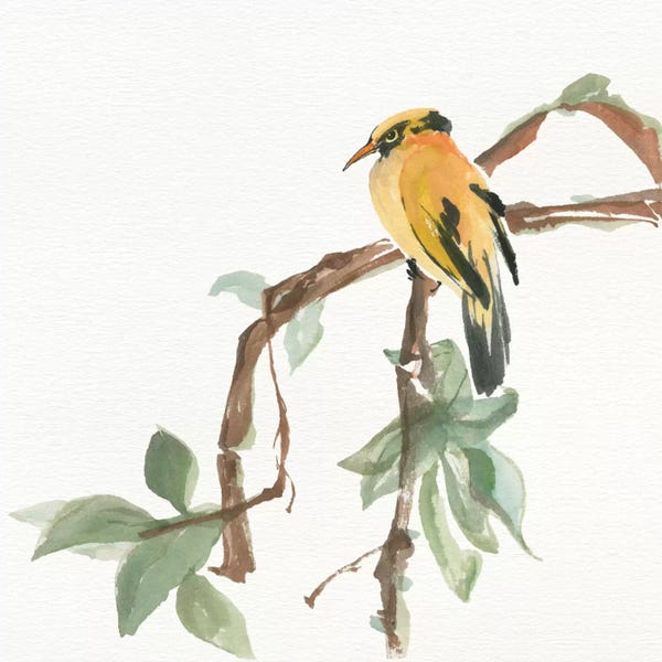 Chris Paschke: Black Napped Oriole by Chris Paschke