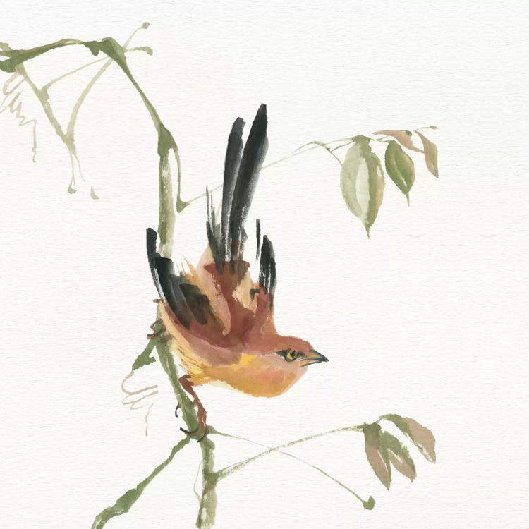 Mountain Bush Warbler by Chris Paschke wall art