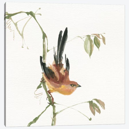Mountain Bush Warbler Canvas Print #WAC4644} by Chris Paschke Canvas Artwork