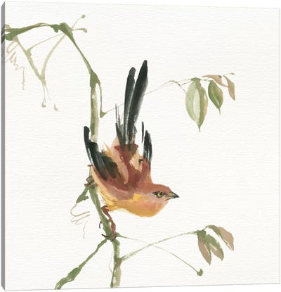 Mountain Bush Warbler Canvas Art Print - Warbler Art