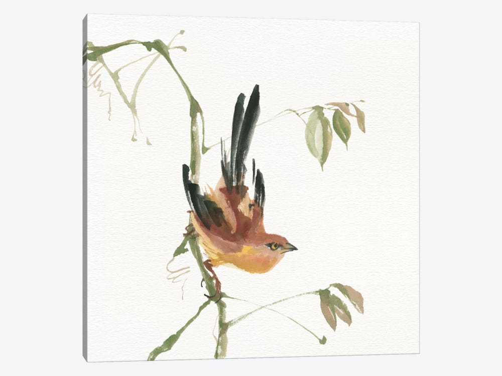 Mountain Bush Warbler by Chris Paschke 1-piece Canvas Artwork