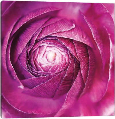 Ranunculus Abstract I Canvas Art Print - Floral Close-Ups