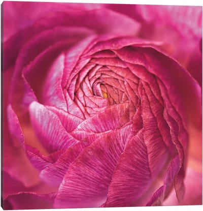 Ranunculus Abstract II Canvas Art Print - Floral Close-Ups