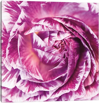Ranunculus Abstract IV Canvas Art Print - Floral Close-Ups