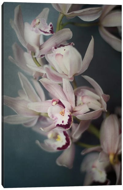 Dark Orchid I Canvas Art Print - 3-Piece Floral & Botanical Art