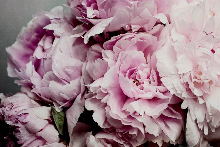 Peonies Galore II