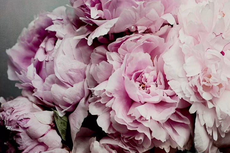 Peonies Galore II by Elizabeth Urquhart wall art
