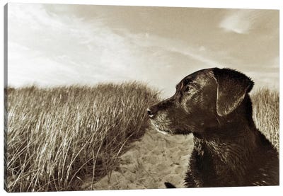 At The Beach Canvas Art Print - Pet Industry