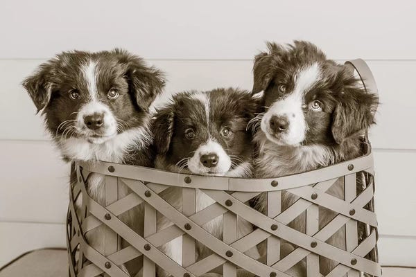 Collies: What A Cute Bundle by Jim Dratfield