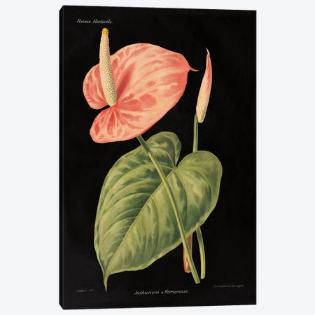 Anthurium Ferrierense Canvas Print #WAC4853} by Wild Apple Studio Canvas Art