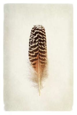 Feather I in Color Canvas Print by Debra Van Swearingen | iCanvas