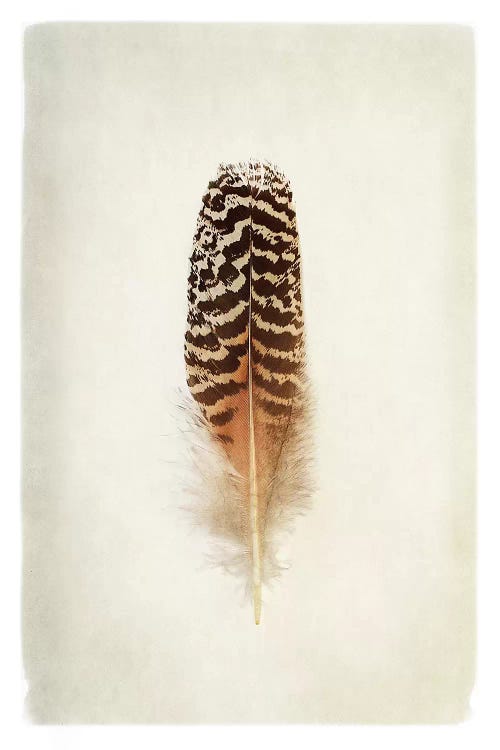 Feather I in Color