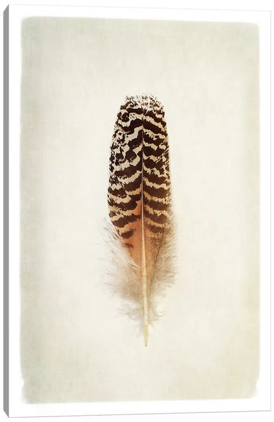Feather I in Color Canvas Art Print - Feather Art