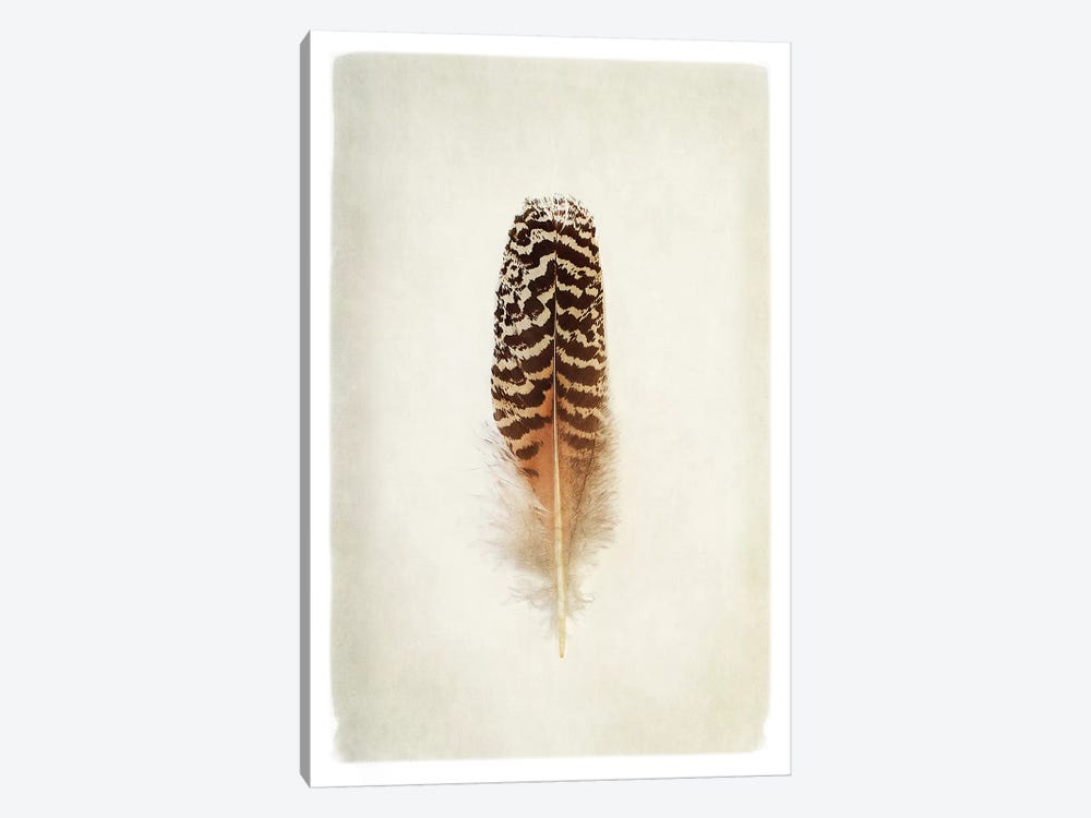 Feather I in Color by Debra Van Swearingen 1-piece Canvas Print